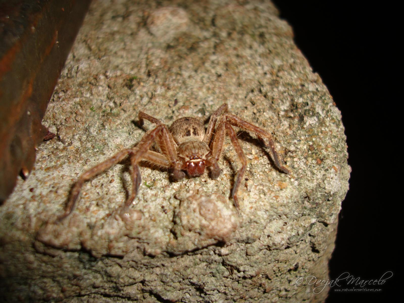 Aracnidos