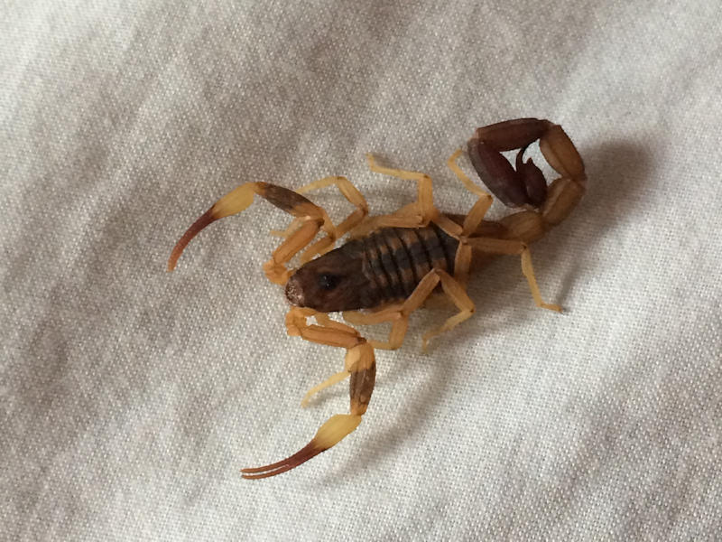 Scorpiones