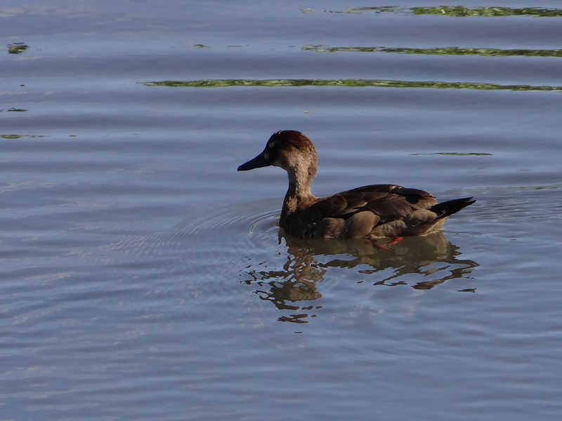 Amazonetta_brasiliensis_Pato_Cutiri