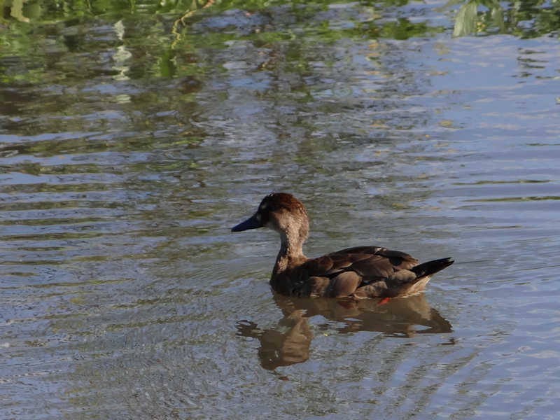 Amazonetta_brasiliensis_Pato_Cutiri