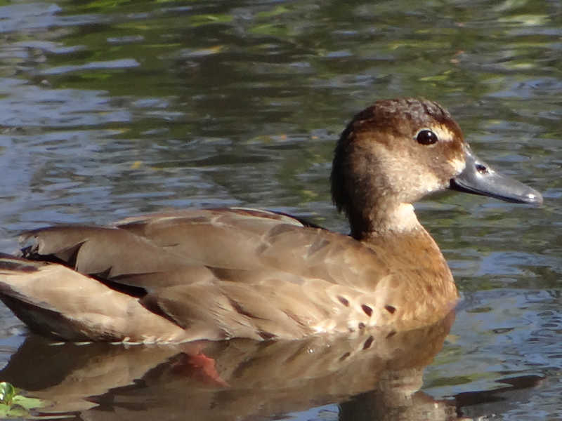 Amazonetta_brasiliensis_Pato_Cutiri