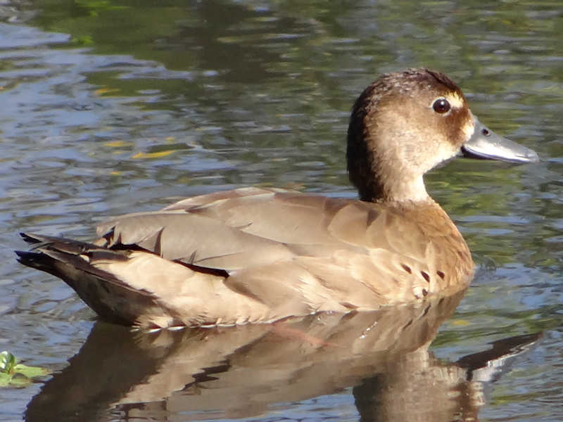 Amazonetta_brasiliensis_Pato_Cutiri