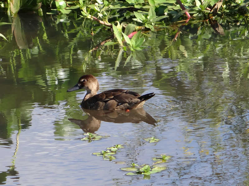 Amazonetta_brasiliensis_Pato_Cutiri