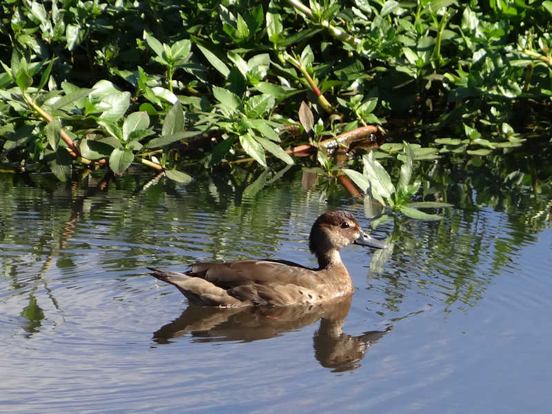 Amazonetta_brasiliensis_Pato_Cutiri