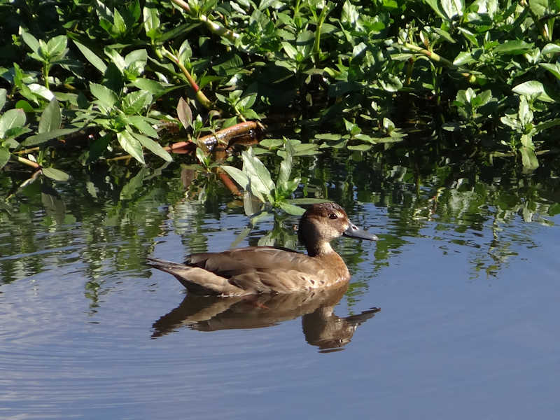 Amazonetta_brasiliensis_Pato_Cutiri