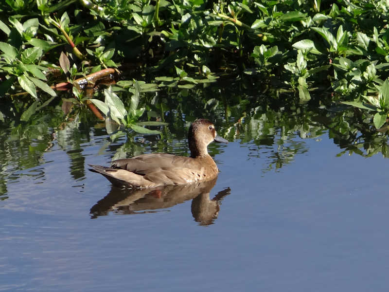 Amazonetta_brasiliensis_Pato_Cutiri