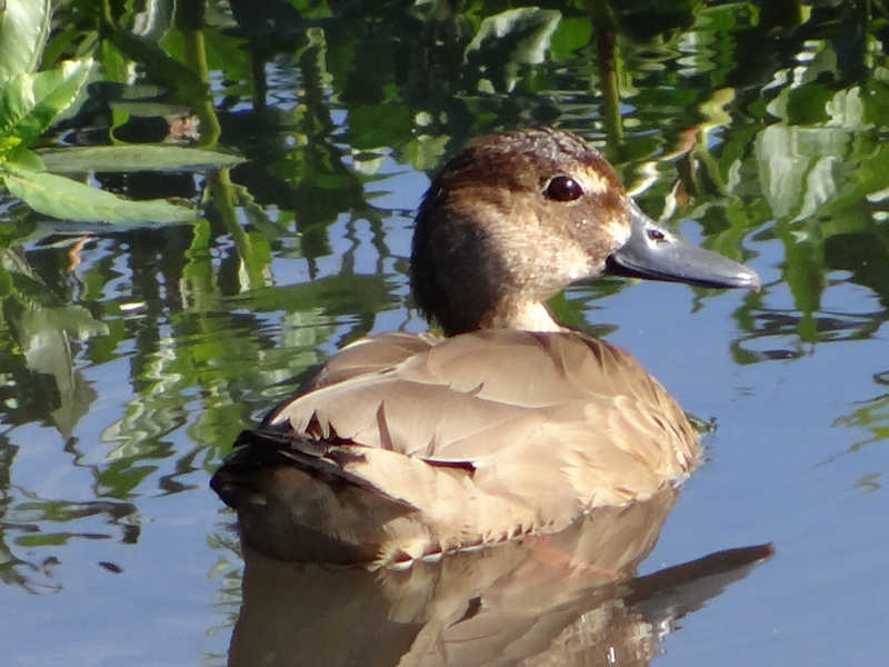 Amazonetta_brasiliensis_Pato_Cutiri