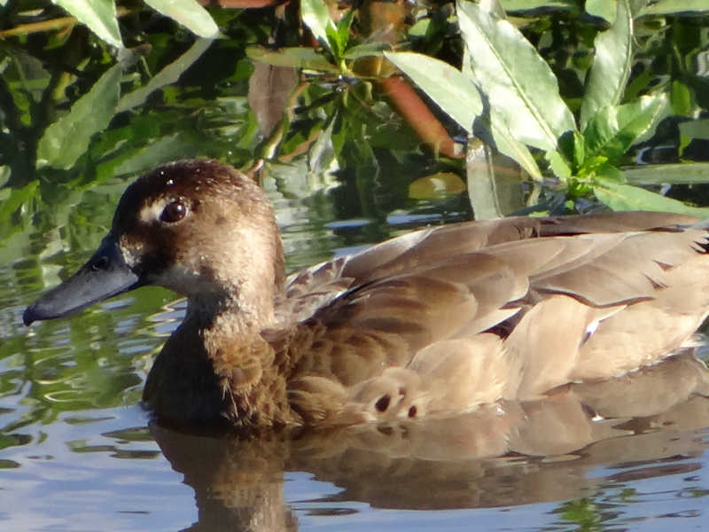 Amazonetta_brasiliensis_Pato_Cutiri