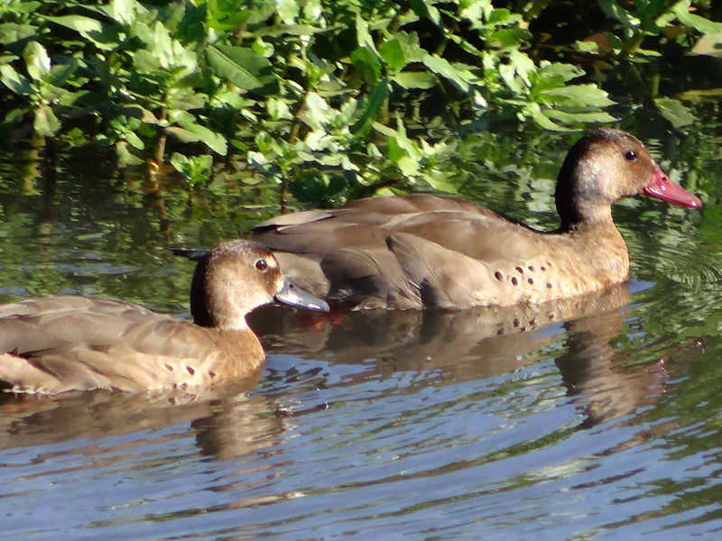 Amazonetta_brasiliensis_Pato_Cutiri