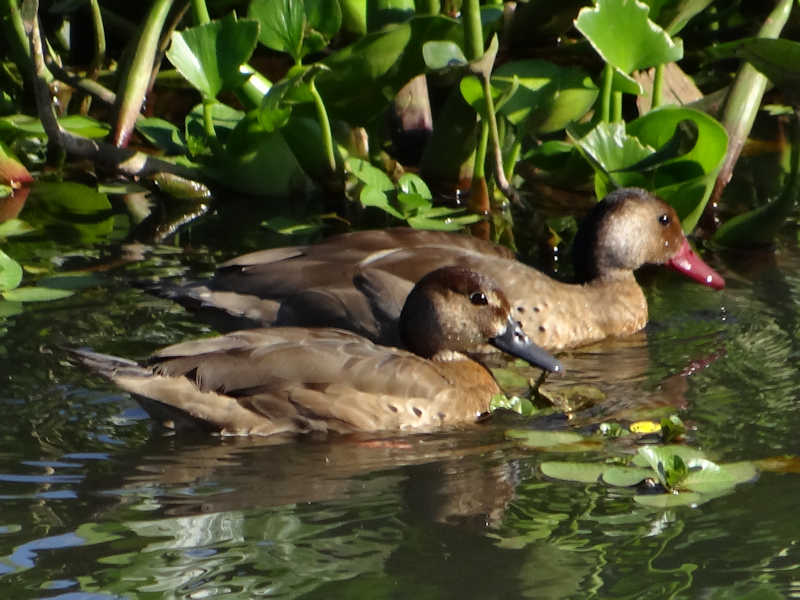Amazonetta_brasiliensis_Pato_Cutiri