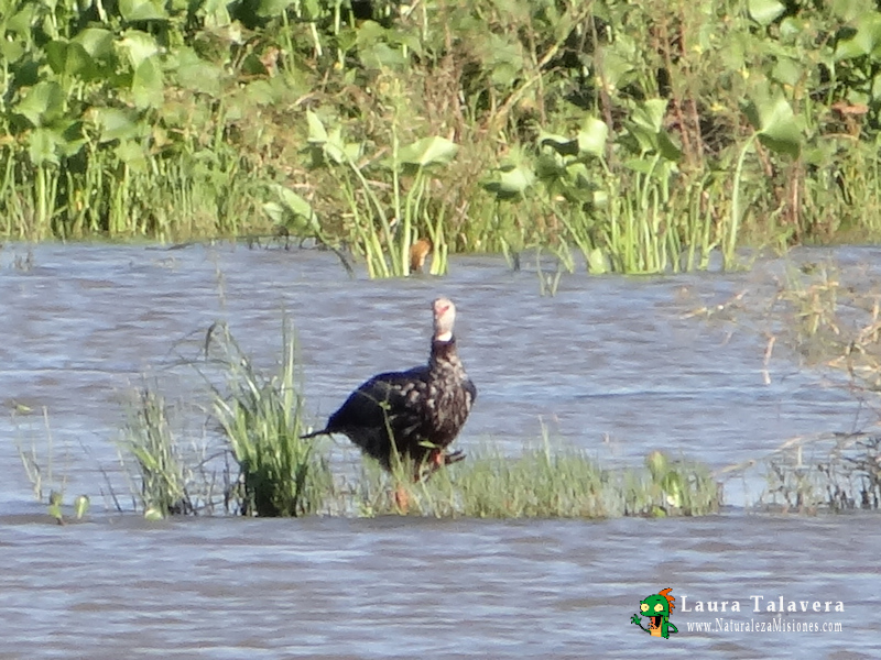 Amazonetta_brasiliensis_Pato_Cutiri