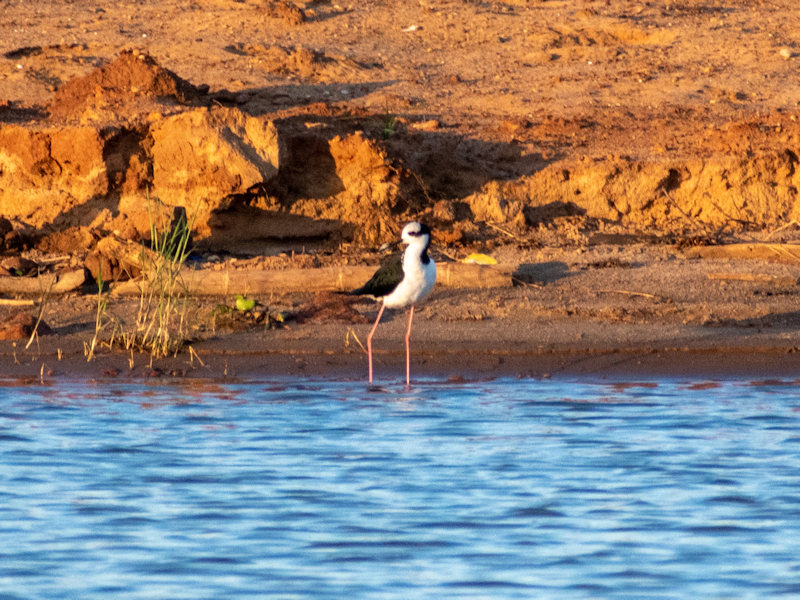 Himantopus_himantopus_Tero_Real
