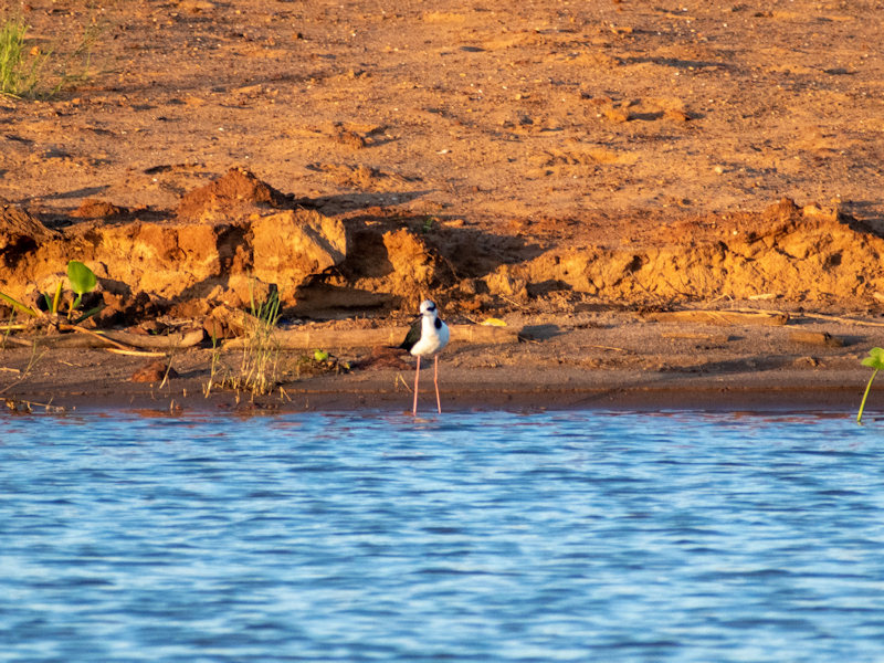 Himantopus_himantopus_Tero_Real