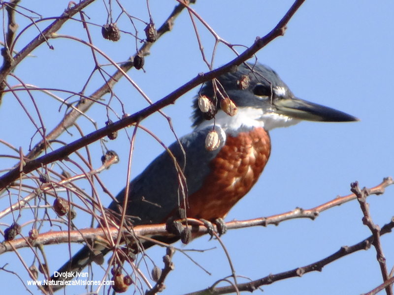 Alcedinidae