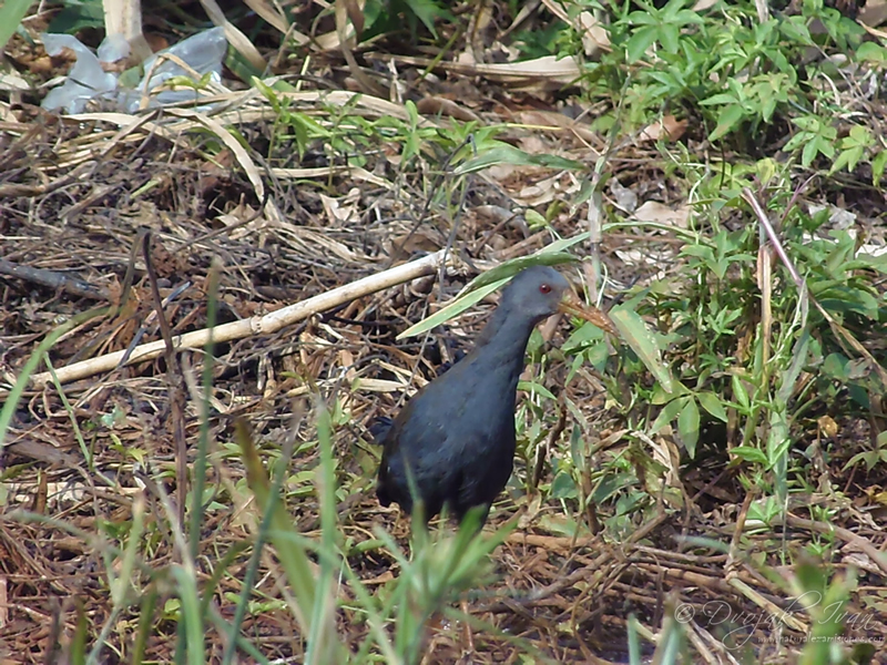 rallidae