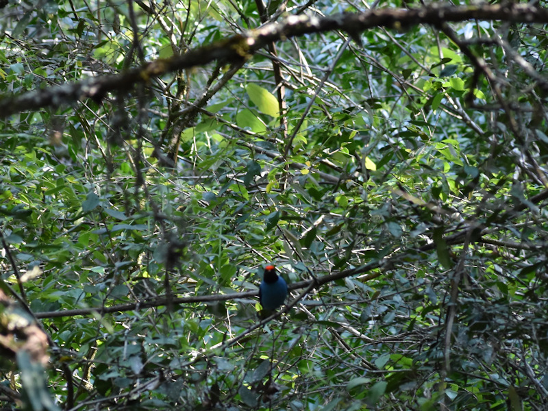 Chiroxiphia caudata Bailarín Azul