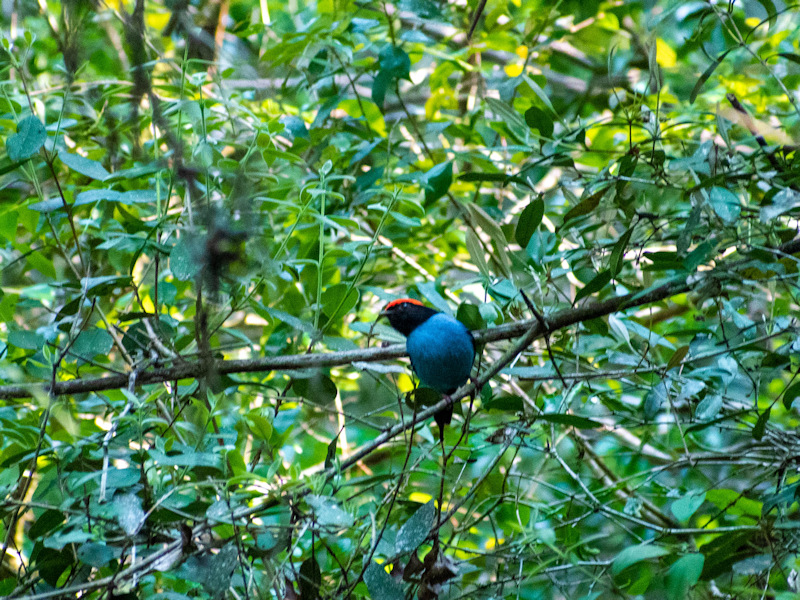 Chiroxiphia caudata Bailarín Azul