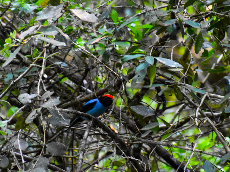 Chiroxiphia caudata Bailarín Azul