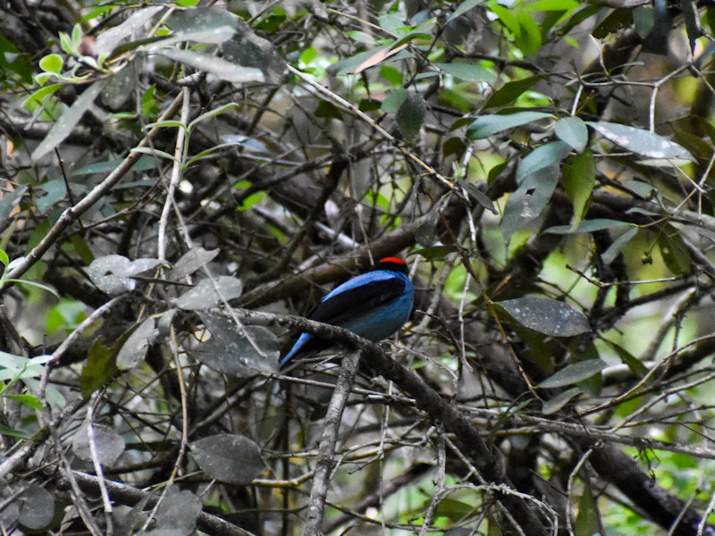 Chiroxiphia caudata Bailarín Azul