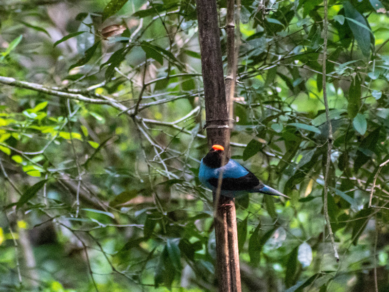 Chiroxiphia caudata Bailarín Azul
