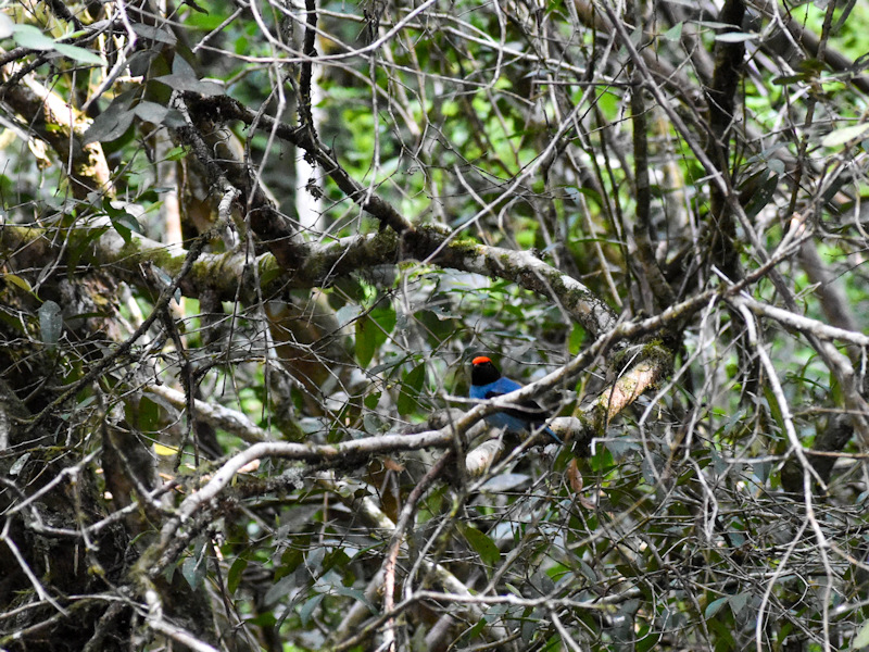 Chiroxiphia caudata Bailarín Azul
