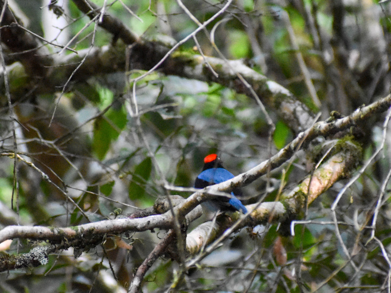Chiroxiphia caudata Bailarín Azul