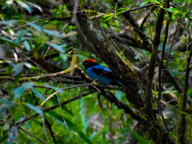 Chiroxiphia caudata Bailarín Azul
