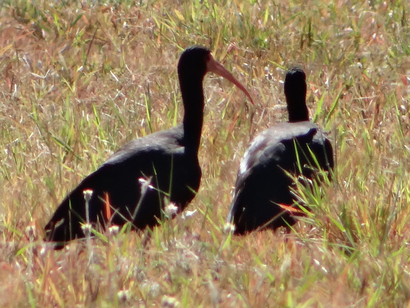 Ardeidae