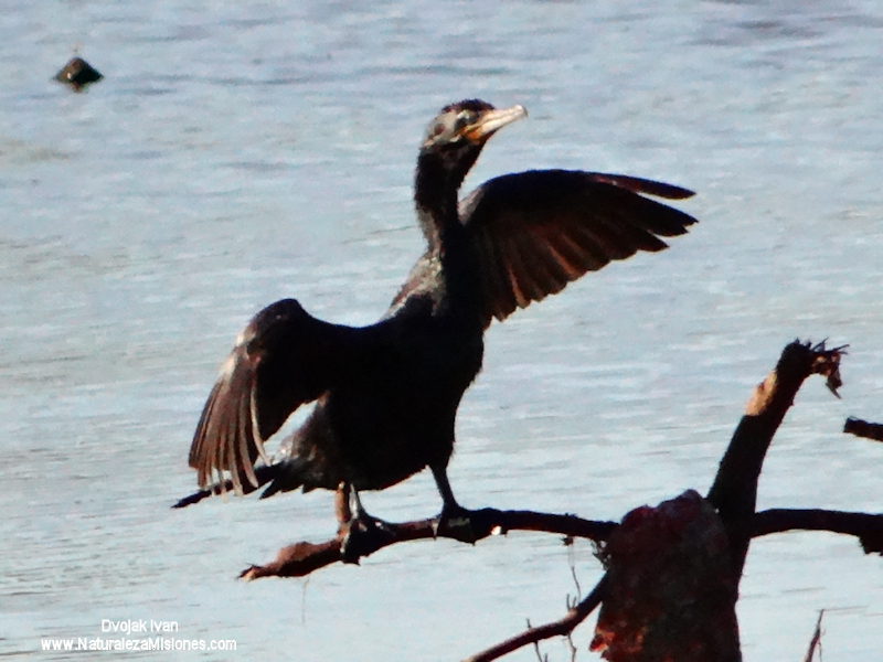 Phalacrocoracidae