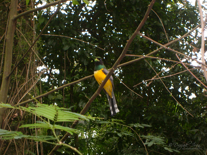 Trogon_rufus