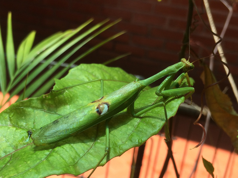 Mantidae